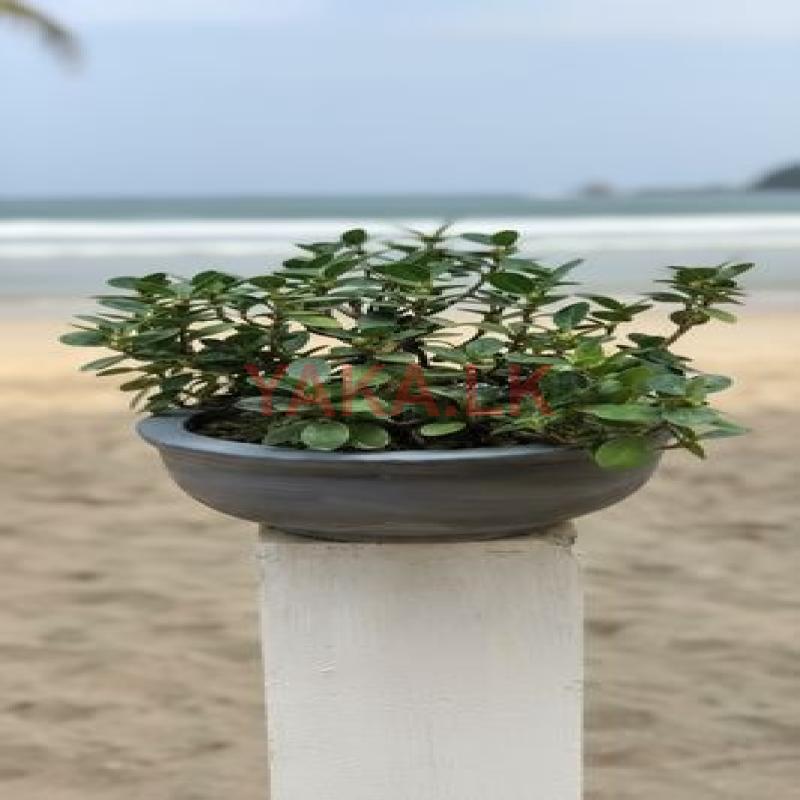 නුග Nuga