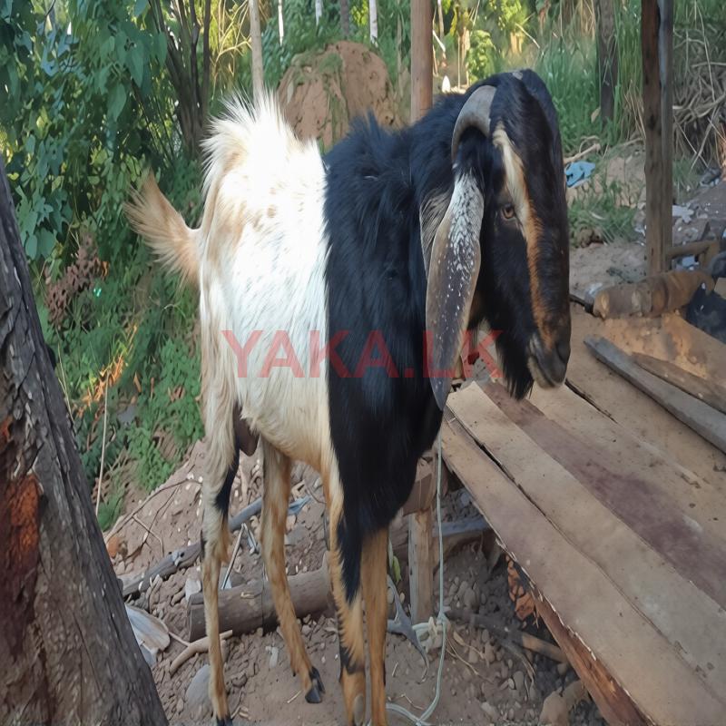 Farm Goat