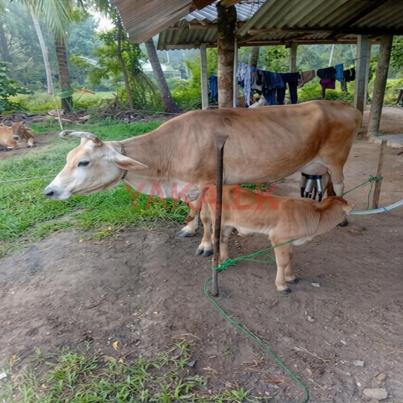 Farm Cow