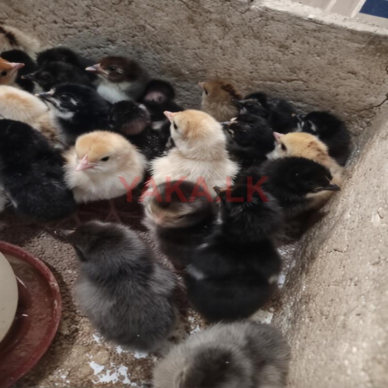 Country Chicks