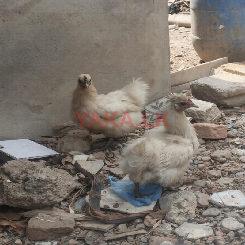 Egg Laying Hens