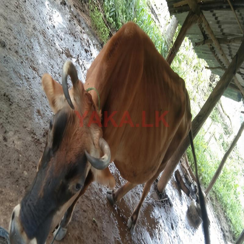 Farm Cow