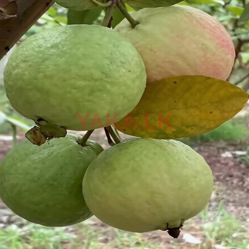 கொய்யா