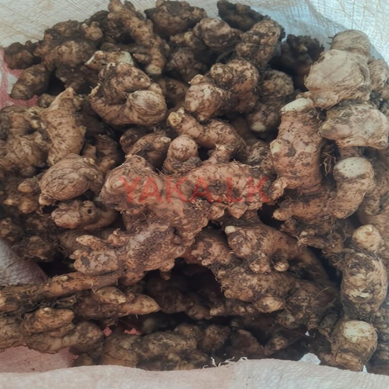 Ginger