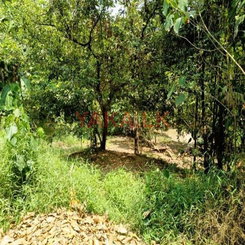 10-Perch Land Overlooking Paddy Field for Sale in Thalawathugoda