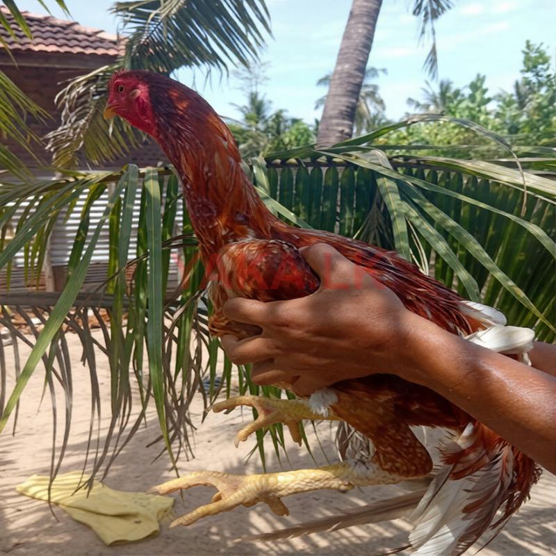 Rooster