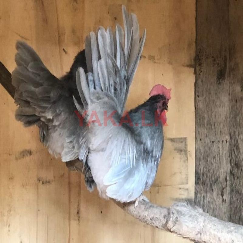 Pigeons