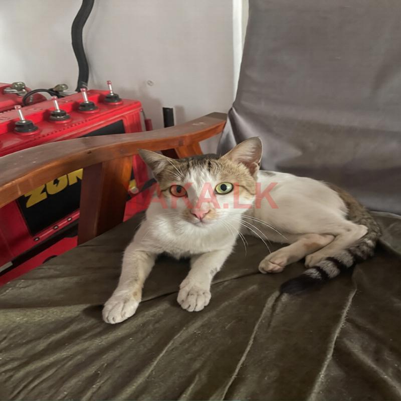 Cats for Kind Home