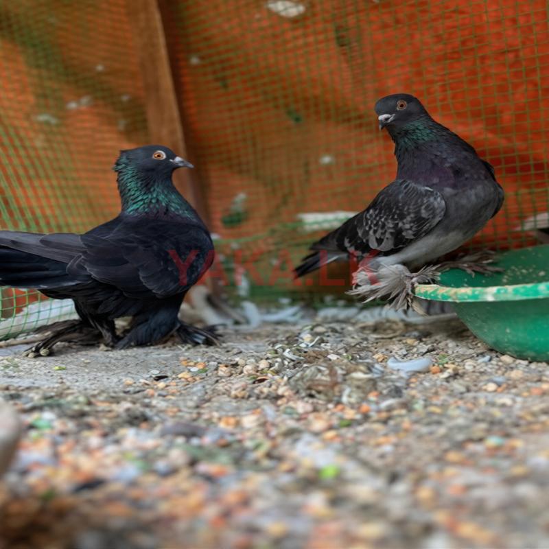 Pigeon