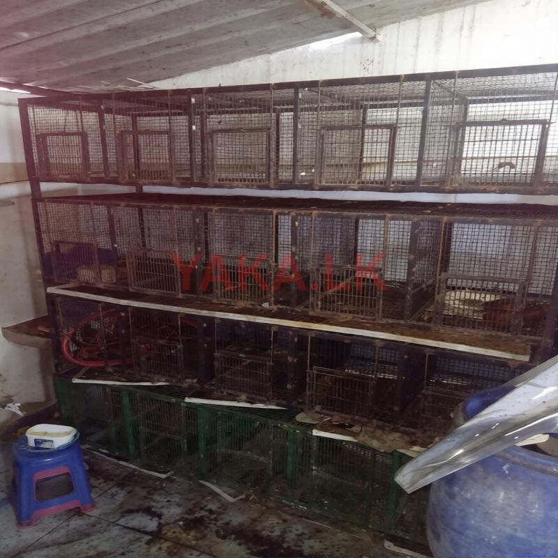 bird cages