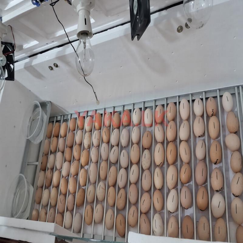 Automatic Incubator