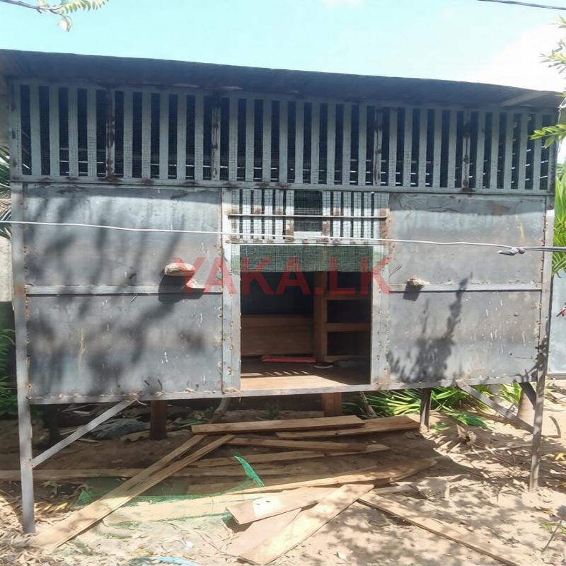 Pigeon Cage