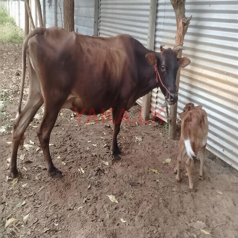 Milk Cow
