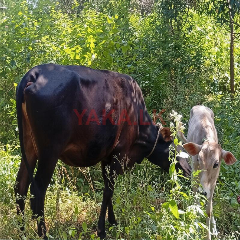 Milk Cow