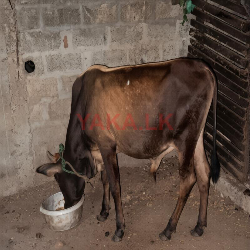 Male Cow