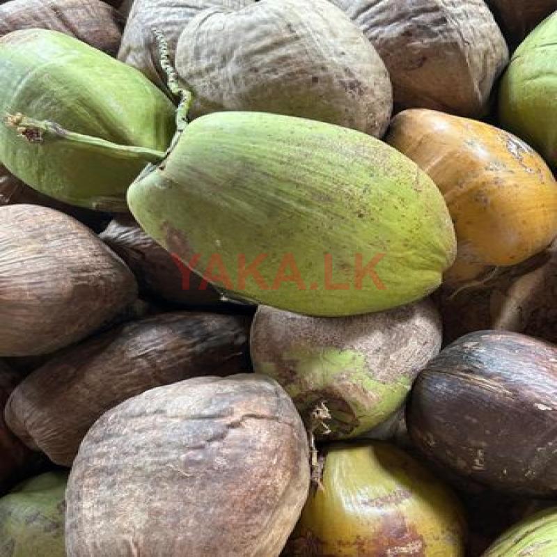 Coconuts