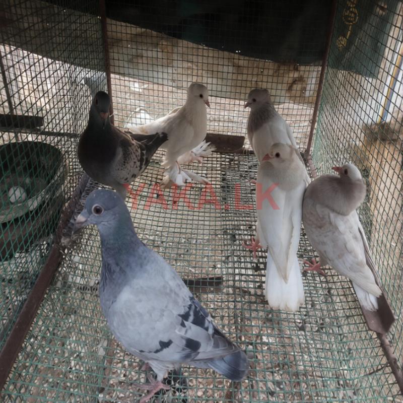 Pigeons