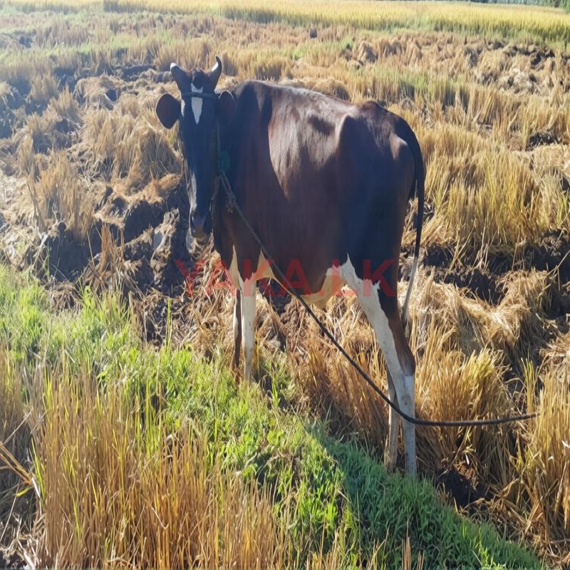 Milk Cow