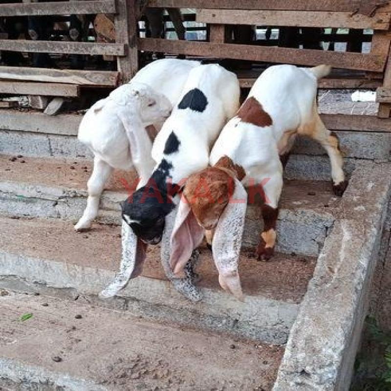 Jamnapari Goats