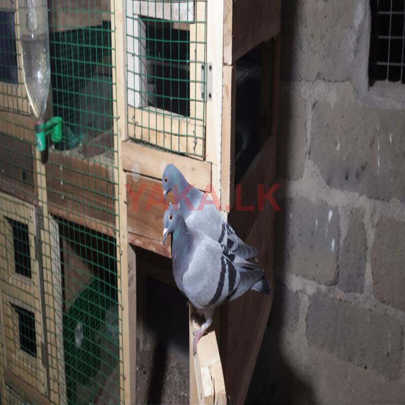 Pigeon