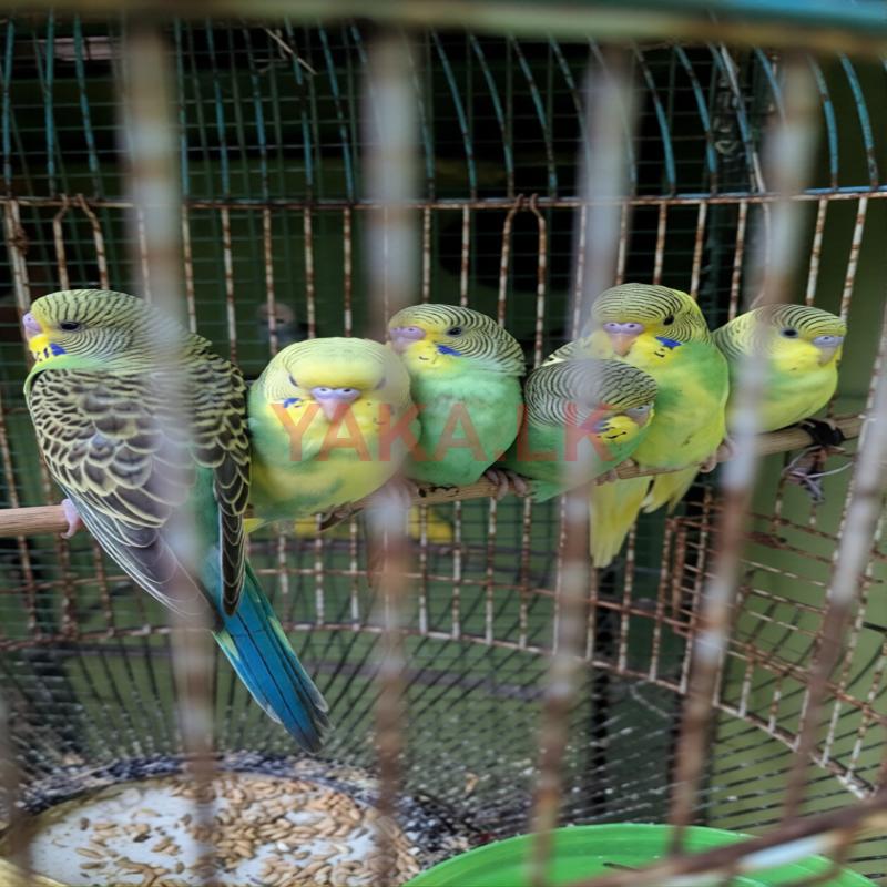Love Birds