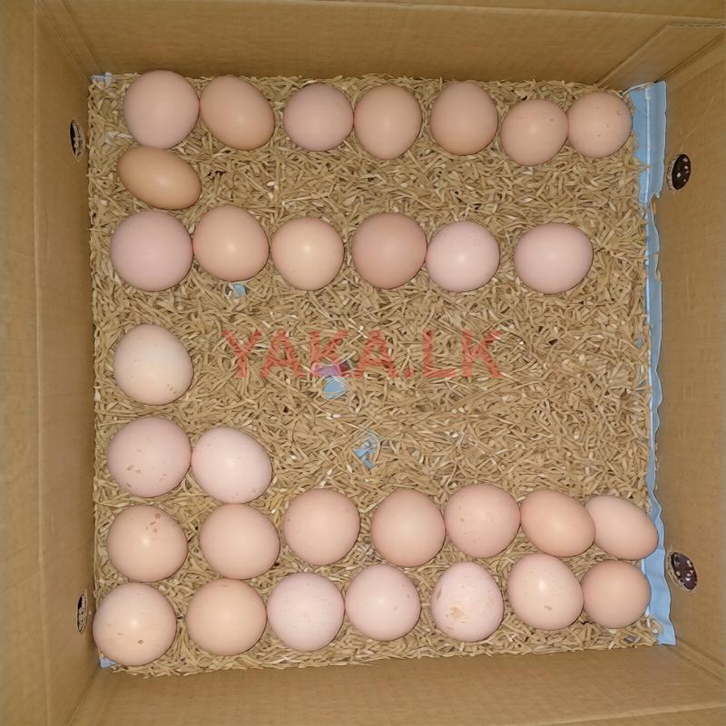 Country Eggs