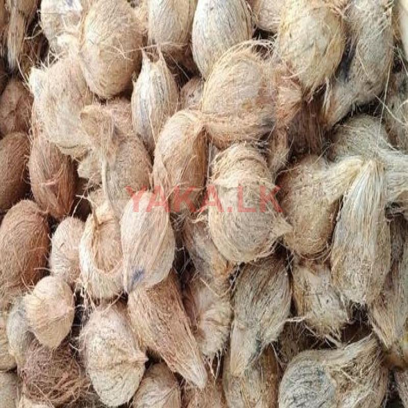 Coconut