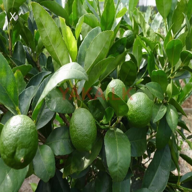 தேசி Lemon
