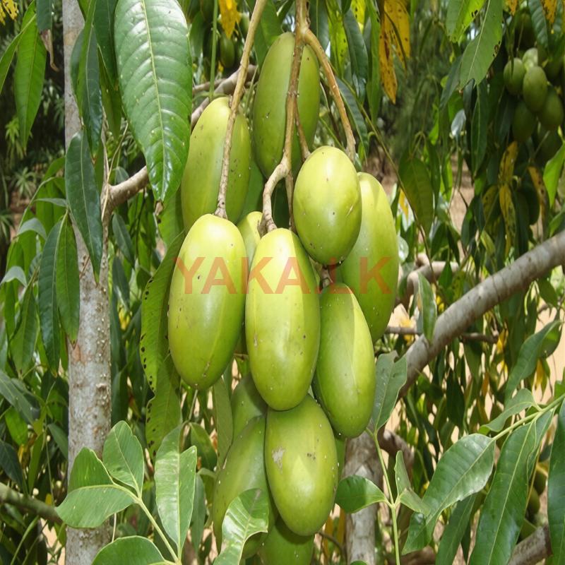 Ambarella