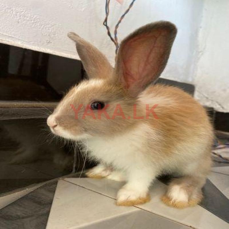 Rabbit