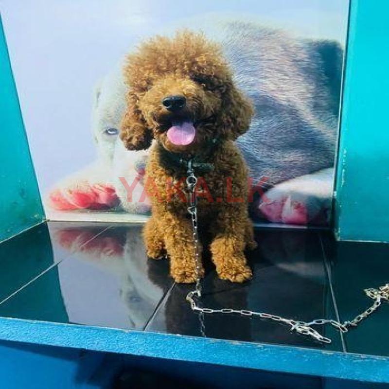 Poodle for Crossing