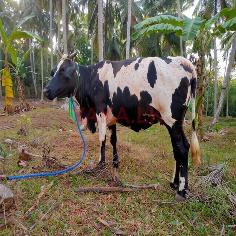 Milky Cow
