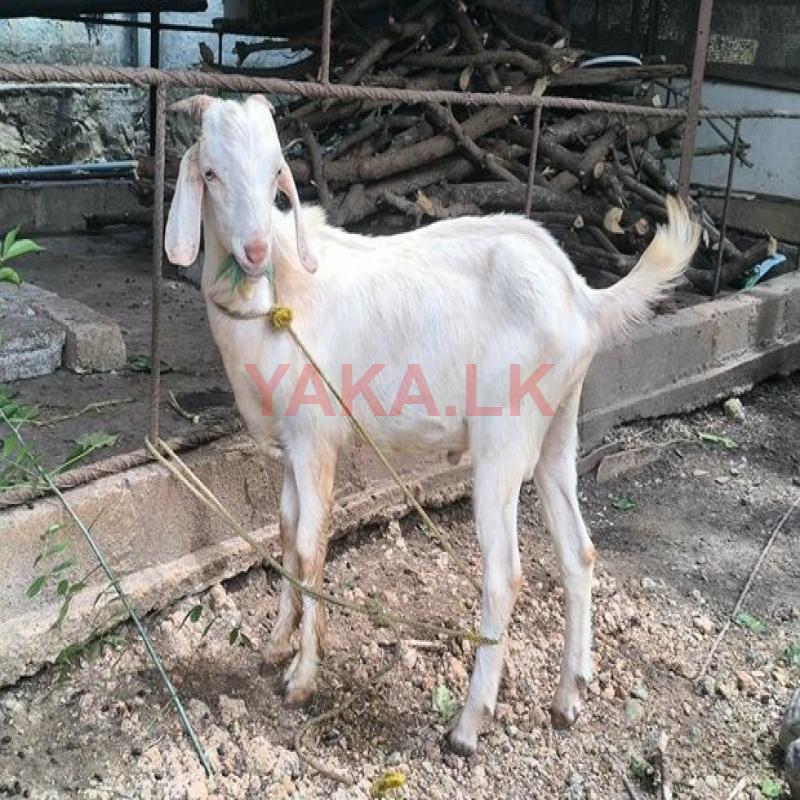 Male Goat