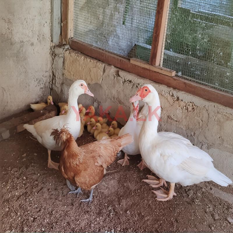 Muscovy Duck Pair