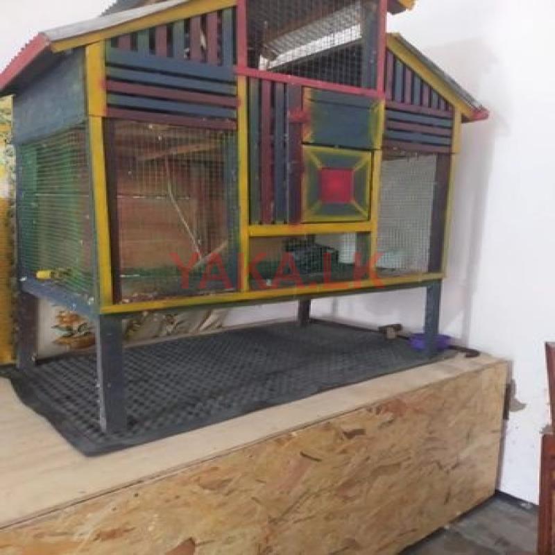 Bird Cage