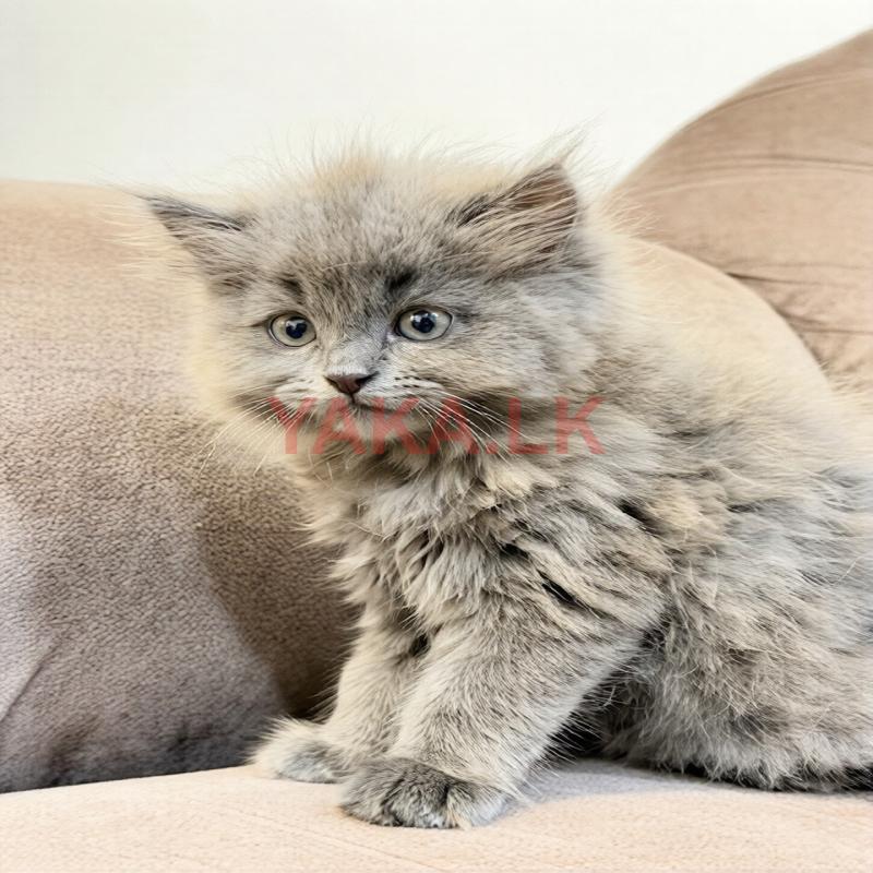 Persian Cat