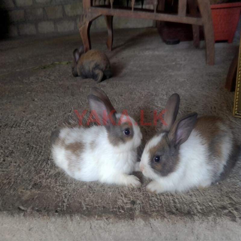 Bunnies