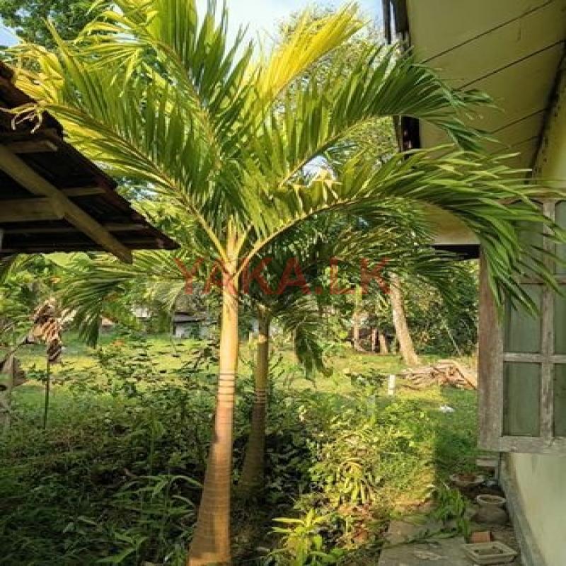 Winchet Palm Tree