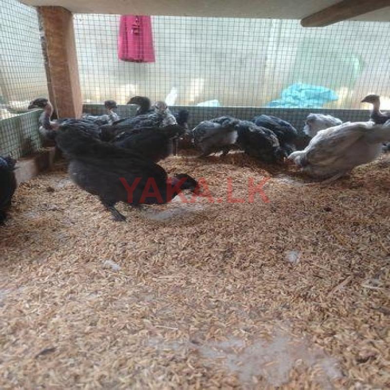 Egg Chicks