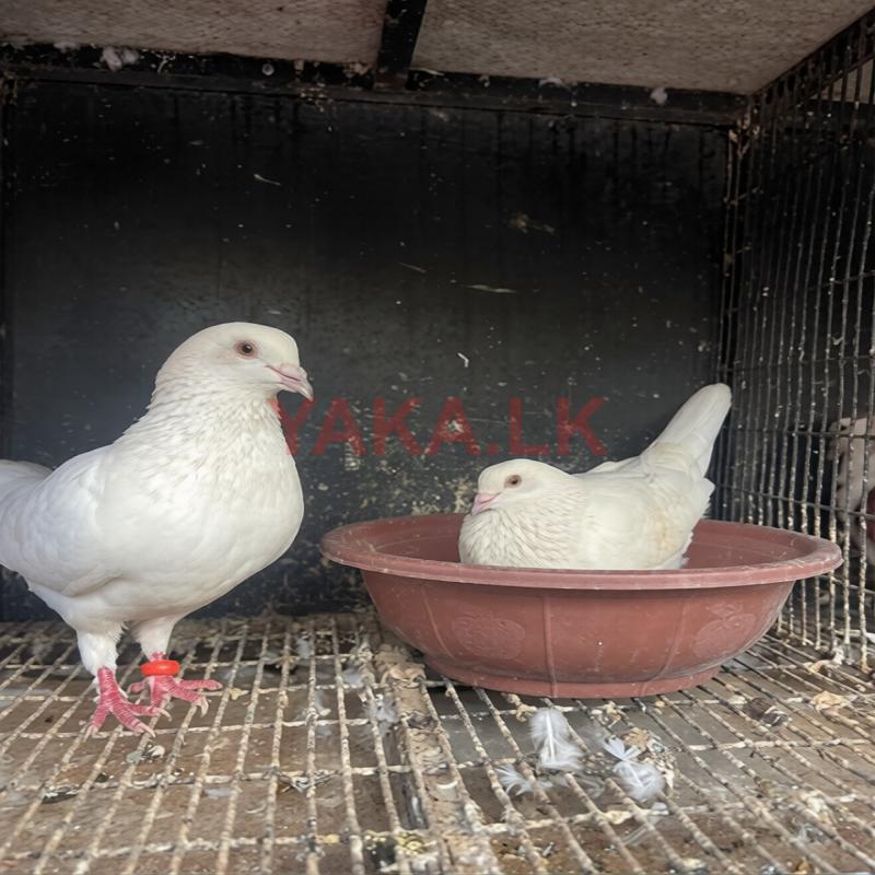 Pigeon