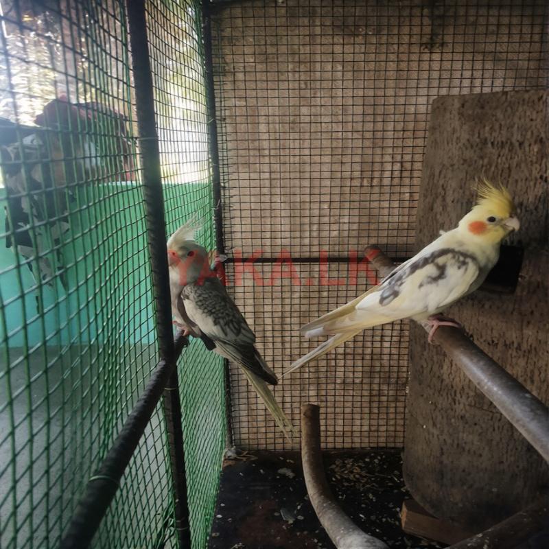 Cockatiel Bird
