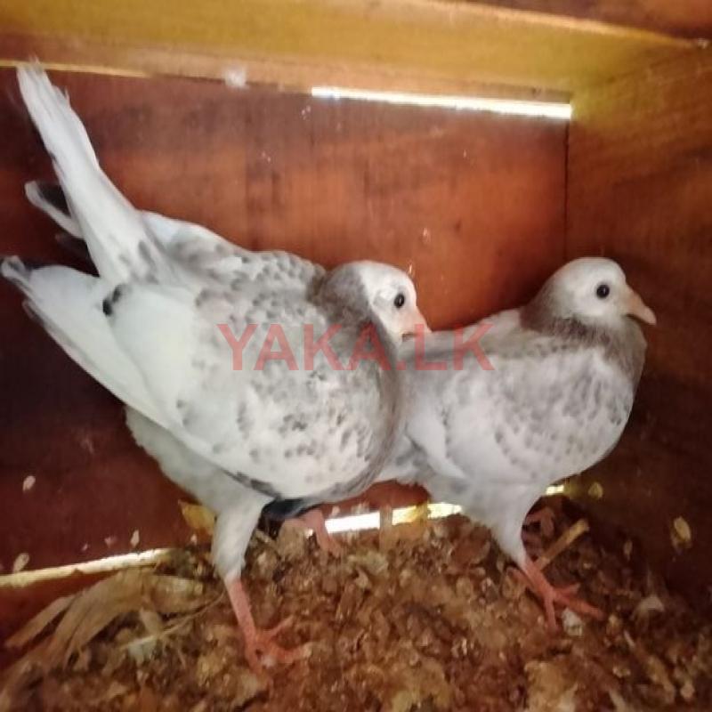 Pigeons