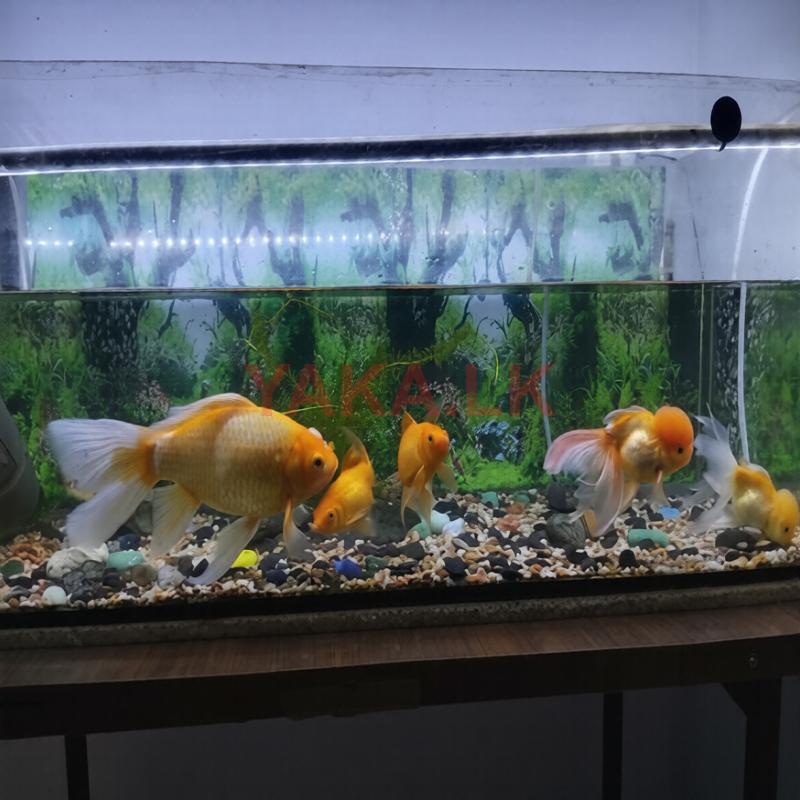 Fish Tank