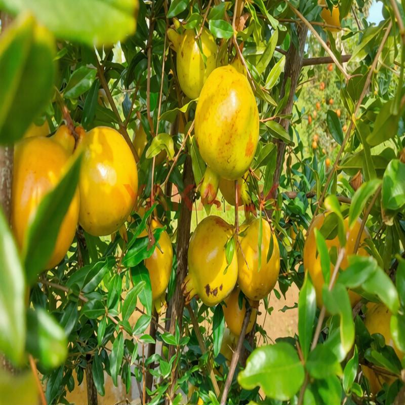 Pomegranate