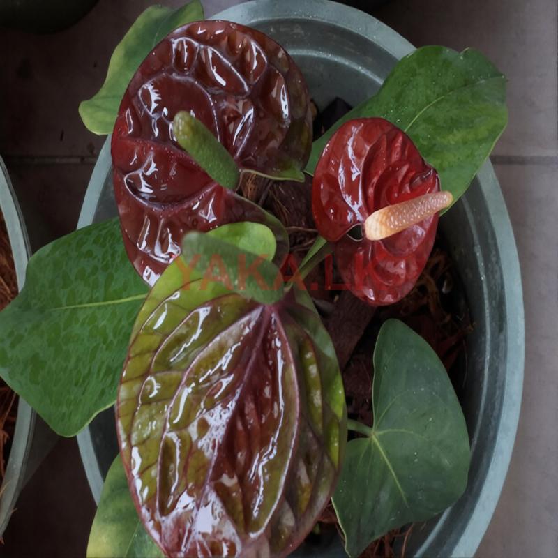 Anthurium Plants