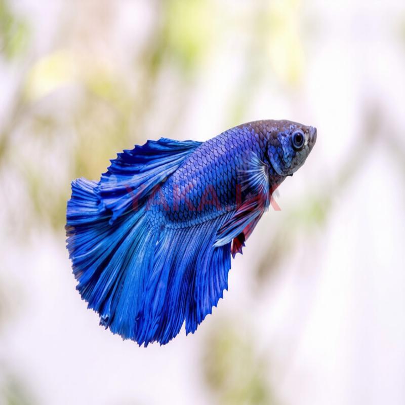 Betta Fish Tank
