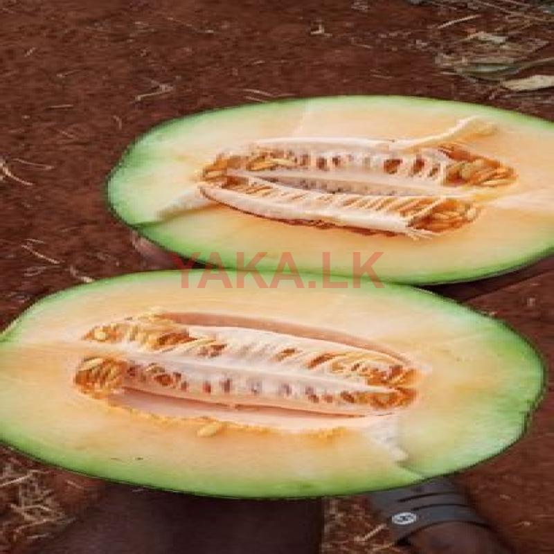 Cantaloupe Melon