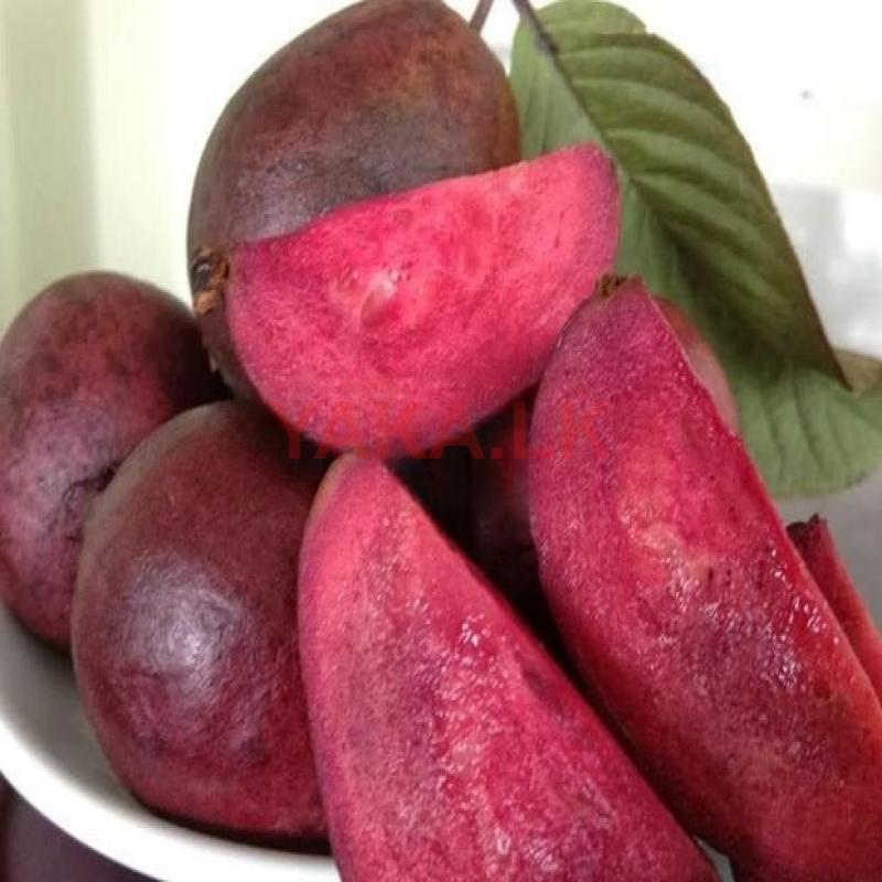 Red Diamond Guava