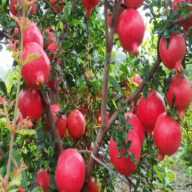 மாதுளை