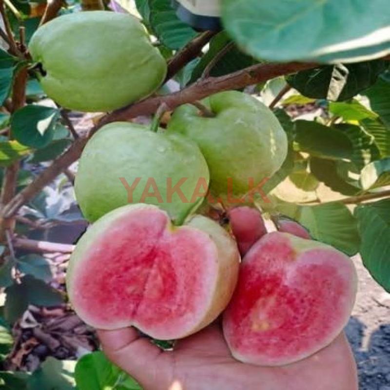 Pink Guava